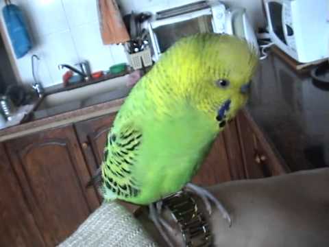 Видео: Говорящий попугай Гоша-говороша 1