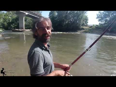 Видео: 🎣 Водостој на Вардар – информации од терен!🦌🐟 #fishing #риболов  #makedonski #prikazni #приказни