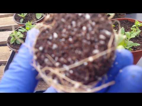 Видео: Почему плохо растет вербена?  Виноват перлит??