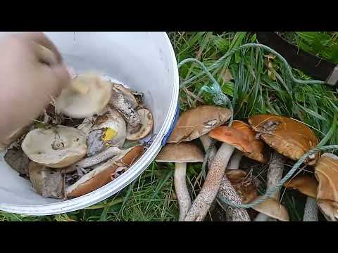 Видео: ТУРКІВЩИНА. ОГЛЯД. ТІЛЬКИ КОЗАРІ...