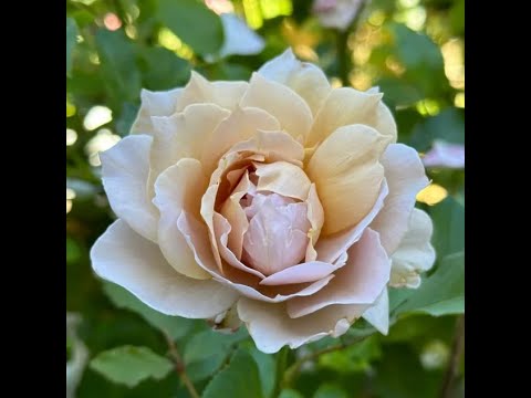 Видео: Suo Qingqiu- осенний лес в окраске золота. Китайская роза Хамелеон 2021г