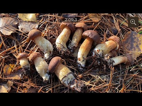 Видео: В этом году просто шикарно! Грибной сезон продолжается! Грибы 🍄‍🟫 хоть и трудовые но хватит на всех!