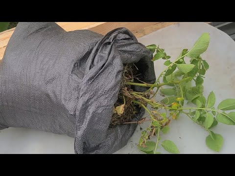 Видео: Первая проверка картошки в мешках на ранний урожай 6 июня 2025г