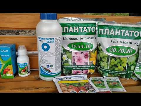 Видео: Перше відео після початку війни. Обробка та підживлення троянд.