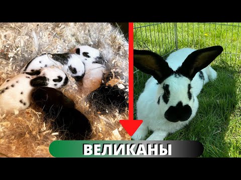 Видео: Крольчата "Немецкий пестрый великан" Строкач. Большие кролики в хозяйстве