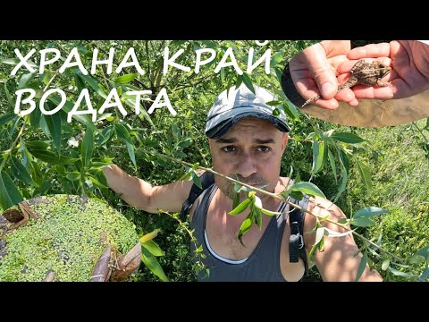 Видео: ДИВА ХРАНА КРАЙ ВОДАТА WILD FOOD AT THE WETLANDS #foraging #animals #herbs #plants #nature #животни