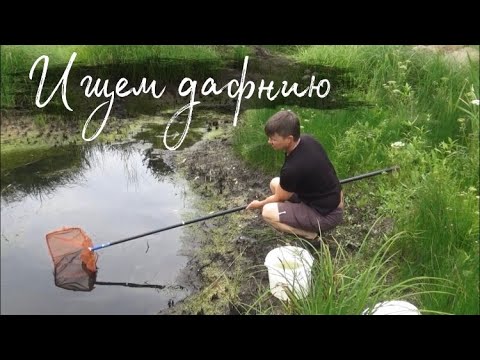 Видео: С aquabossОМ в поисках дафнии