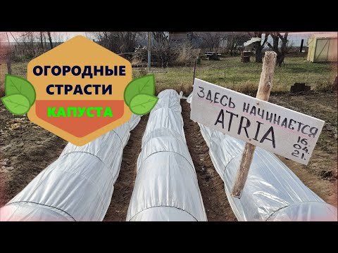 Видео: ОГОРОДНЫЕ СТРАСТИ / выпуск 1 / сажаем капусту на рассаду