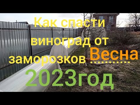 Видео: Как спасти виноград от весенних заморозков. Укрытие для лозы.