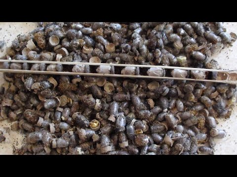 Видео: Разбираем домики с осмиями.