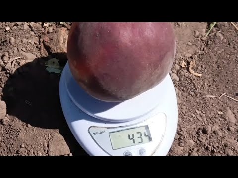 Видео:    Персик Роял Лі. Peach Royal Lee. Неперевершена краса і смакота! 