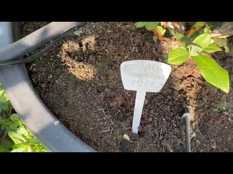 Видео: Обзор черенкованы кустов, через год после посадки