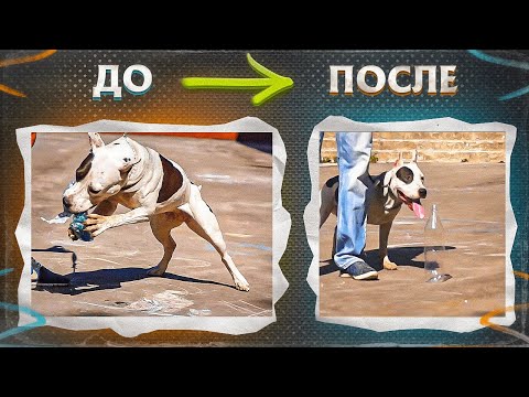 Видео: Одержимость пластиковыми бутылками (Телепроект"Искусство общения с собакой")