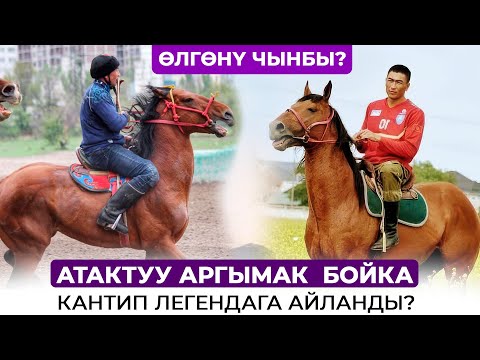 Видео: Кыргыздын атактуу аргымагы БОЙКА