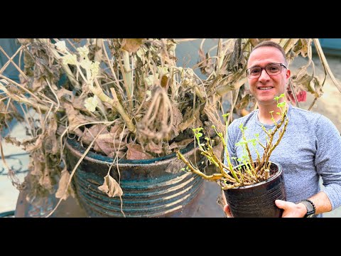 Видео: Достаём герани из зимнего хранения