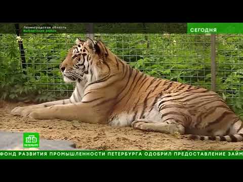 Видео: В Ленинградской области выхаживают тигров со сложной судьбой