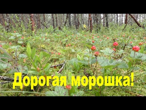 Видео: Почему морошка такая дорогая?  Дневник грибника 22 июля 2017 года.