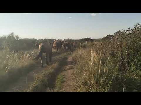 Видео: Жылқыға жаяу шықтым