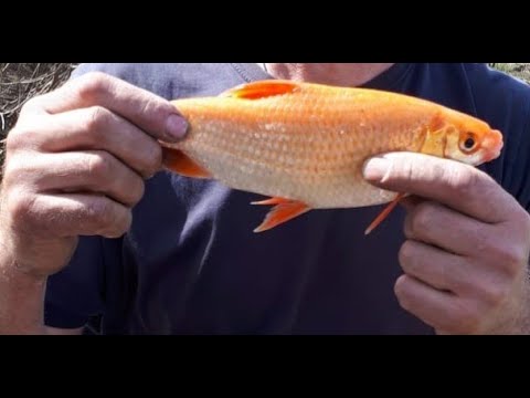 Видео: Вобла.Уловистая остнастк а.