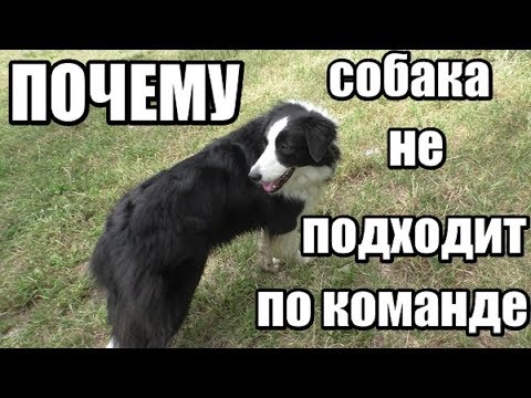 Видео: Команда КО МНЕ, почему собака игнорирует хозяина, сложности с подзывом - Дрессировка собак