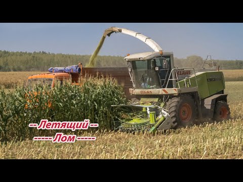 Видео: Claas Jaguar 850! КамАЗ! ГАЗ! Уборка кукурузы на силос!