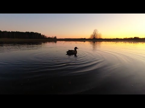 Видео: Взяли с собой трёх подсадных уток закрыть сезон.