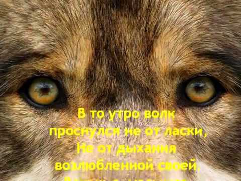 Видео: про любовь Волка и Волчицы