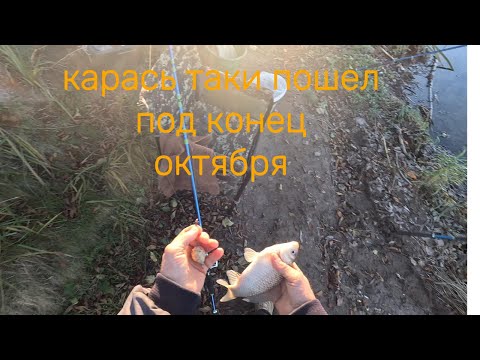 Видео: ТАКИ ПОЙМАЛ Я ЭТИХ КАРАСЕЙ ПОД КОНЕЦ ОКТЯБРЯ) ФИРМЕННАЯ КАША И ЧЕРВЯК ВЫРУЧИЛИ.