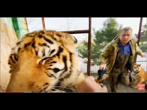 Видео: ЭТО ЖЕСТЬ ! Тигры отрабатывают на нас нападение !