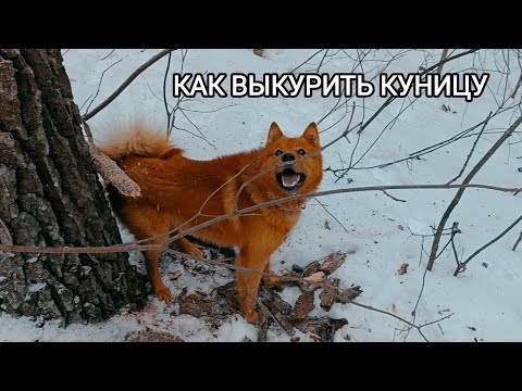 Видео: КУНИЦА В КРЕПОСТИ ДУБА/ ПРОЦЕСС ВЫКУРИВАНИЯ КУНИЦЫ ИЗ ДУПЛА/ОХОТА С ЛАЙКОЙ/