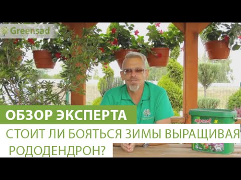 Видео: Стоит ли бояться зимы выращивая рододендрон?