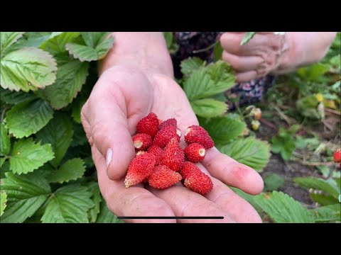 Видео: Размножение земляники.