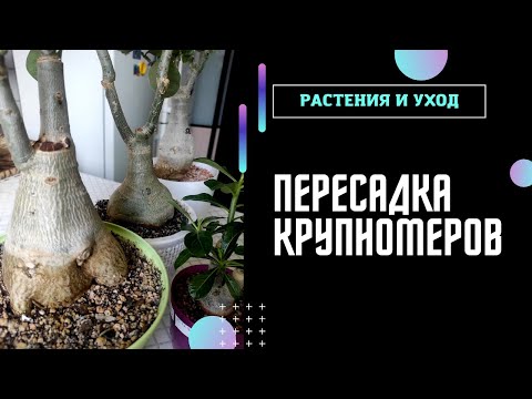 Видео: 🔥КАК ПРАВИЛЬНО пересадить АДЕНИУМ❓МОИ КРУПНОМЕРЫ и не только #адениум #adenium