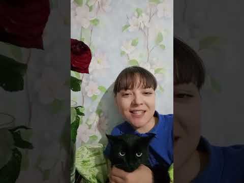 Видео: Лучшие моменты трансляции "Коты логопеда в прямом эфире!" (30:40–35:40)