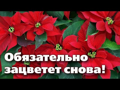 Видео: СЕКРЕТЫ ВЫРАЩИВАНИЯ РОЖДЕСТВЕНСКОЙ ЗВЕЗДЫ - ПУАНСЕТТИИ.  Это цветок на долгие годы!