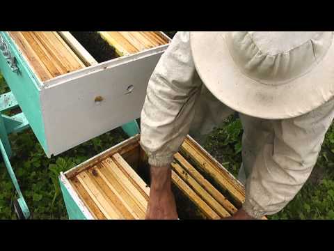 Видео: семьи после отводков перегруппировываю