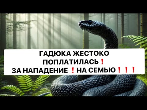 Видео: ГАДЮКА ЖЕСТОКО ПОПЛАТИЛАСЬ❗️ ЗА НАПАДЕНИЕ ❗️НА СЕМЬЮ❗️❗️❗️🔥