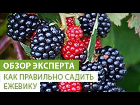 Видео: Как правильно сажать ежевику. Уход за ежевикой