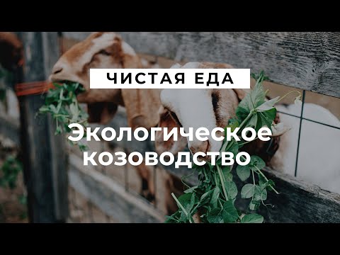 Видео: Экологическое козоводство \Как правильно купировать рога \ Воспитание козлят \  Чистая еда