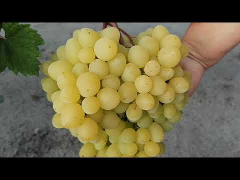 Видео: Виноград Елисеева Виктора Ивановича 2021 Август. Часть 2