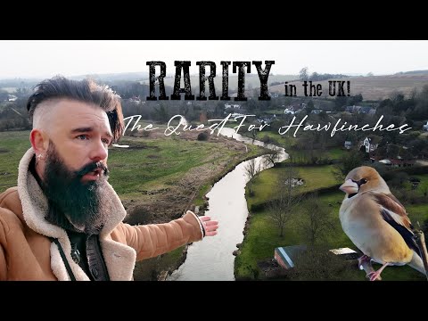 Видео: Редкость в Великобритании | В поисках дубоносов