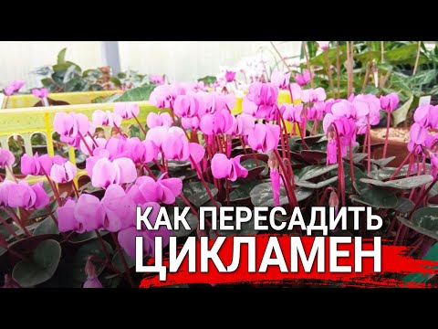 Видео: Как пересадить цикламен