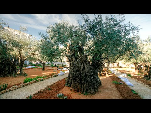 Видео: Гефсимания