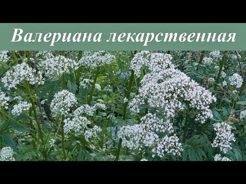 Видео: Валериана лекарственная - как выглядит, как заготовить корни?
