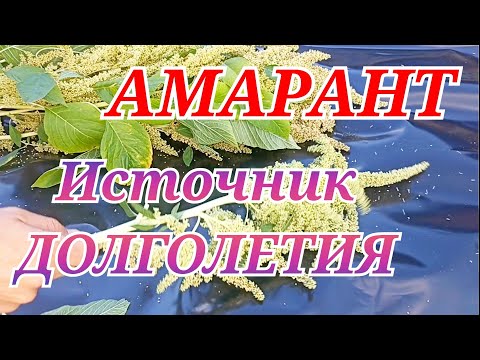 Видео: АМАРАНТ - растение 21века!  Голод отменяется!