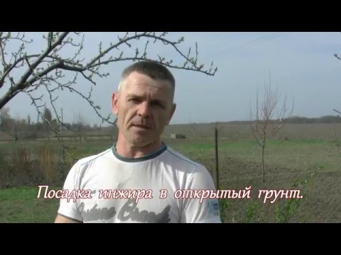 Видео: Посадка  инжира  в  открытый  грунт / Planting in open ground figs