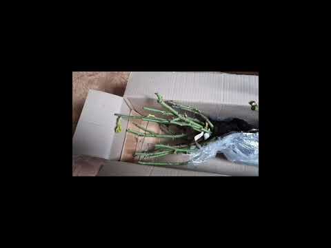 Видео: Что  с  ПИТОМНИКОМ НЕСИНЫХ ?     Я в шоке !  🌹