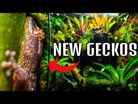 Видео: Многовидовой виварий тропического леса 250 дней спустя