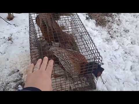 Видео: ЗАХОТЕЛОСЬ ДИЧИ//ПОСТАВИЛ ЛОВУШКУ НА ФАЗАНА//КАК ПОЙМАТЬ ДИЧЬ ЖИВЬЕМ//МОЙ ПЕРВЫЙ ОПЫТ//