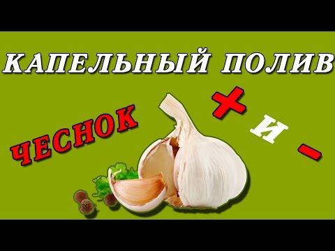 Видео: Капельный полив для выращивания чеснока. Плюсы и минусы системы капельного полива для чеснока!